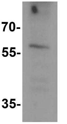 Western blot - Anti-SLC29A4/PMAT antibody (AB254574)