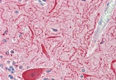 Immunohistochemistry (Formalin/PFA-fixed paraffin-embedded sections) - Anti-SLC2A13 antibody (AB190163)