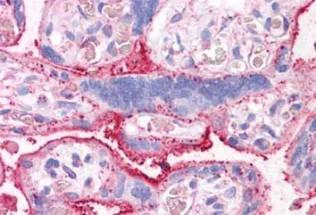 Immunohistochemistry (Formalin/PFA-fixed paraffin-embedded sections) - Anti-SLC31A1 / CTR1 antibody (AB133385)