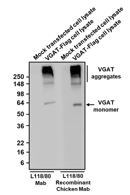 Western blot - Anti-Slc32a1 antibody [L118/80] - Chicken IgY (Chimeric) (AB325660)