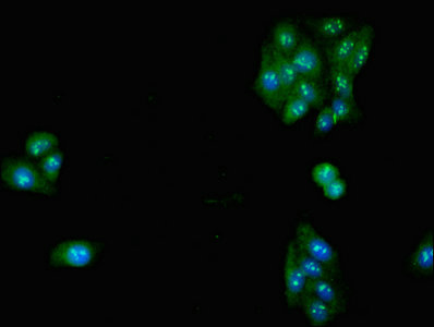 Immunocytochemistry/ Immunofluorescence - Anti-SLC32A1/VGAT antibody (AB235952), expandable thumbnail