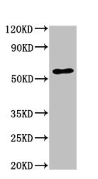 Western blot - Anti-SLC32A1/VGAT antibody (AB235952), expandable thumbnail