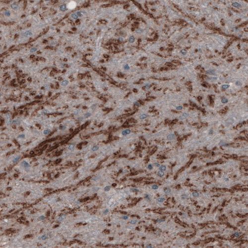 Immunohistochemistry (Formalin/PFA-fixed paraffin-embedded sections) - Anti-SLC32A1/VGAT antibody [CL2793] (ab211534), expandable thumbnail