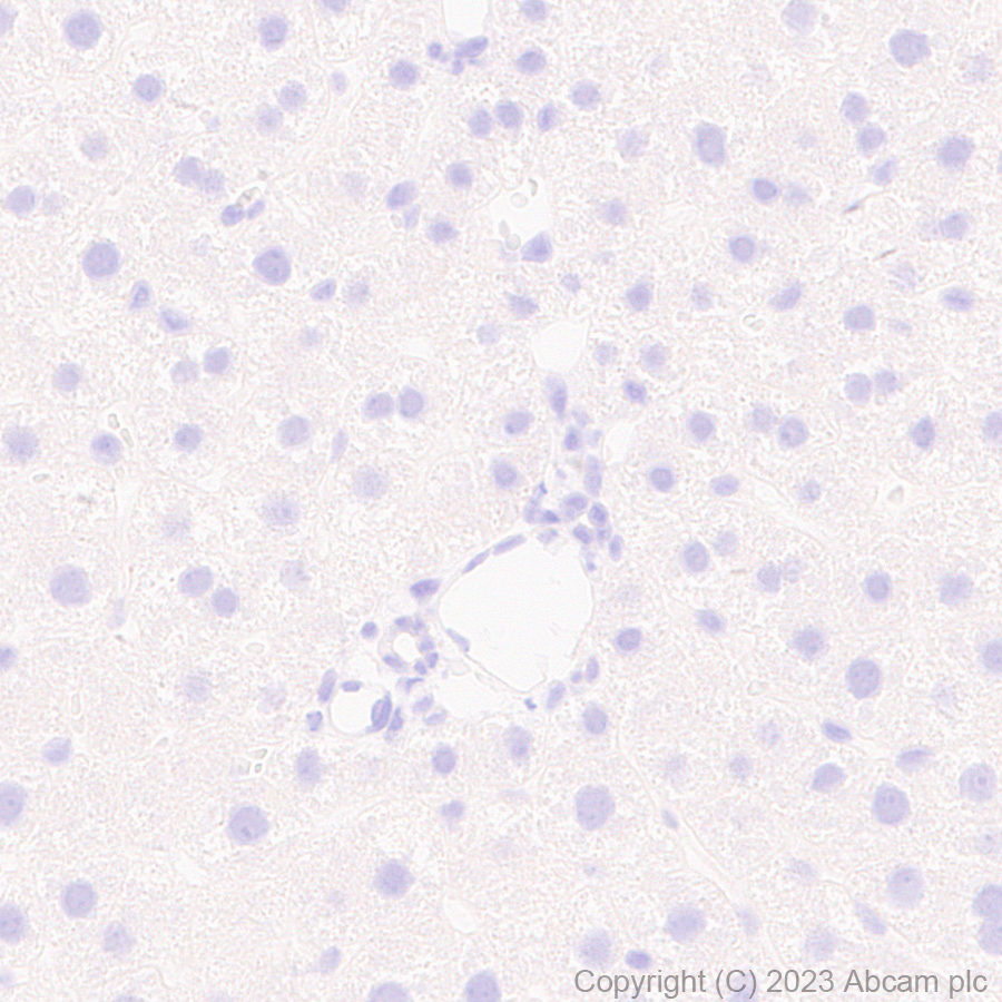 Immunohistochemistry (Formalin/PFA-fixed paraffin-embedded sections) - Anti-SLC32A1/VGAT antibody [EPR26258-9] (AB308062), expandable thumbnail