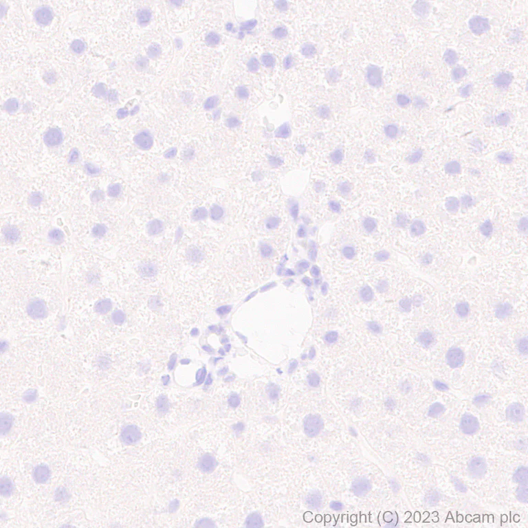 Immunohistochemistry (Formalin/PFA-fixed paraffin-embedded sections) - Anti-SLC32A1/VGAT antibody [EPR26258-9] (AB308062)