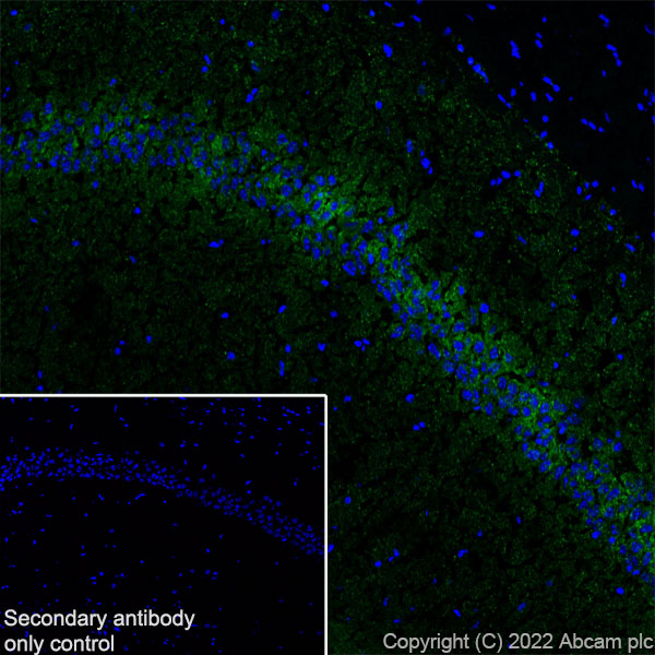Immunohistochemistry (Frozen sections) - Anti-SLC32A1/VGAT antibody [EPR26258-9] (ab308062), expandable thumbnail