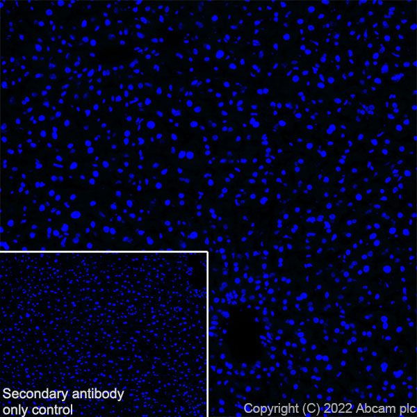 Immunohistochemistry (Frozen sections) - Anti-SLC32A1/VGAT antibody [EPR26258-9] (ab308062), expandable thumbnail