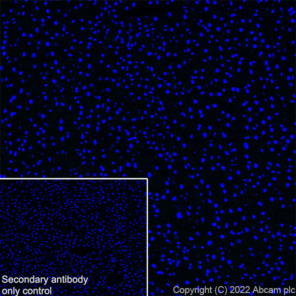 Immunohistochemistry (Frozen sections) - Anti-SLC32A1/VGAT antibody [EPR26258-9] (ab308062), expandable thumbnail