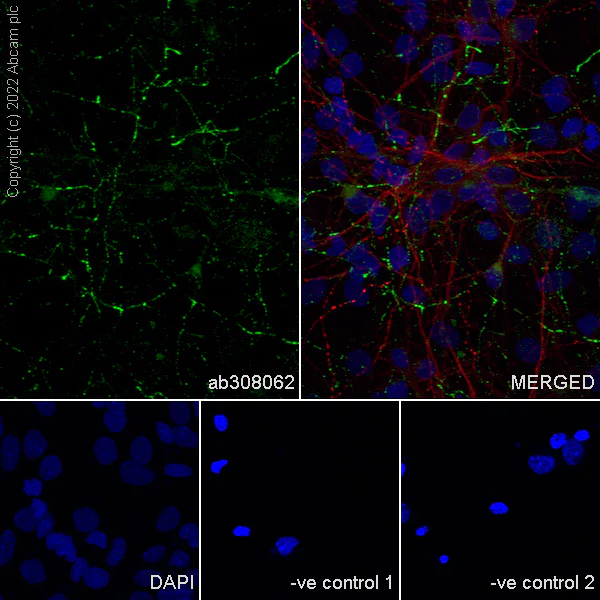 Immunocytochemistry/ Immunofluorescence - Anti-SLC32A1/VGAT antibody [EPR26258-9] - BSA and Azide free (AB308063)