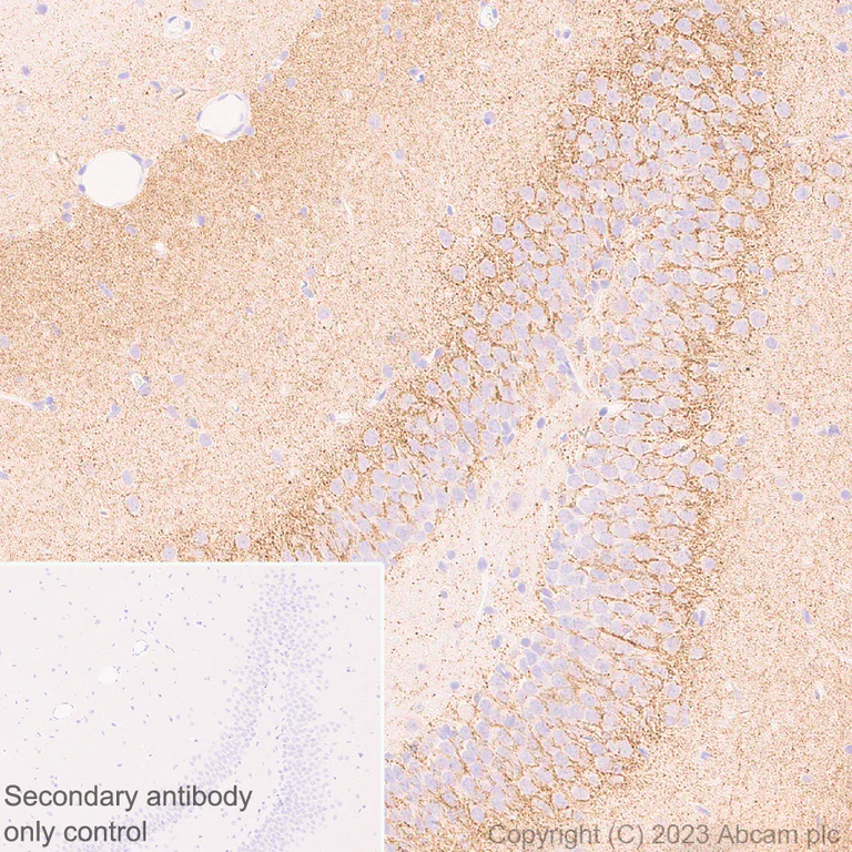 Immunohistochemistry (Formalin/PFA-fixed paraffin-embedded sections) - Anti-SLC32A1/VGAT antibody [EPR26258-9] - BSA and Azide free (AB308063)