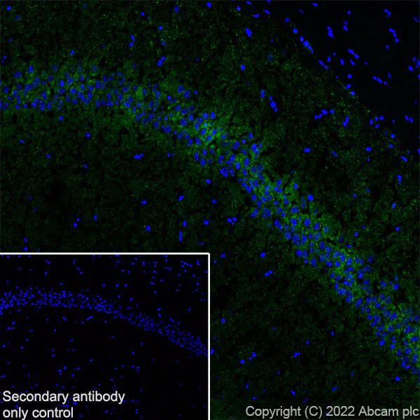 Immunohistochemistry (Frozen sections) - Anti-SLC32A1/VGAT antibody [EPR26258-9] - BSA and Azide free (AB308063)