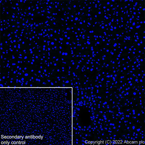 Immunohistochemistry (Frozen sections) - Anti-SLC32A1/VGAT antibody [EPR26258-9] - BSA and Azide free (AB308063)