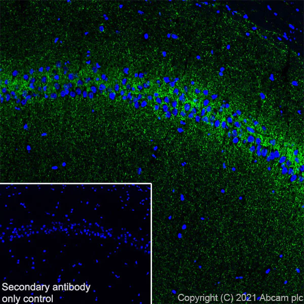 Immunohistochemistry (Frozen sections) - Anti-SLC32A1/VGAT antibody [EPR26258-9] - BSA and Azide free (AB308063)