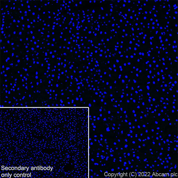 Immunohistochemistry (Frozen sections) - Anti-SLC32A1/VGAT antibody [EPR26258-9] - BSA and Azide free (AB308063)