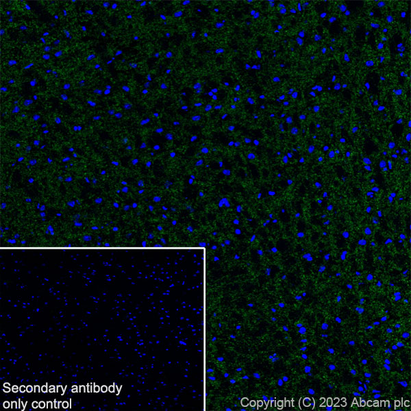 Immunohistochemistry (Frozen sections) - Anti-SLC32A1/VGAT antibody [L118/80] - BSA and Azide free (ab307449), expandable thumbnail