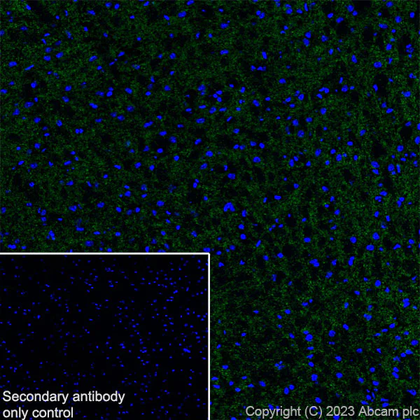 Immunohistochemistry (Frozen sections) - Anti-SLC32A1/VGAT antibody [L118/80] - BSA and Azide free (AB307449)