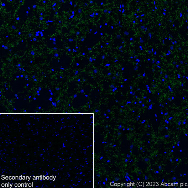 Immunohistochemistry (Frozen sections) - Anti-SLC32A1/VGAT antibody [L118/80] - BSA and Azide free (ab307449), expandable thumbnail