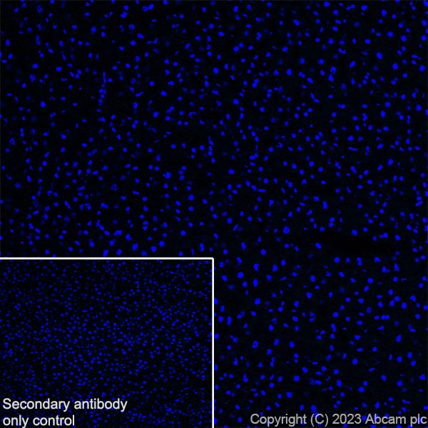 Immunohistochemistry (Frozen sections) - Anti-SLC32A1/VGAT antibody [L118/80] - BSA and Azide free (ab307449), expandable thumbnail