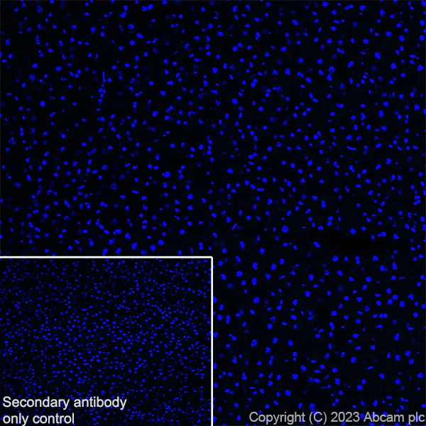 Immunohistochemistry (Frozen sections) - Anti-SLC32A1/VGAT antibody [L118/80] - BSA and Azide free (AB307449)