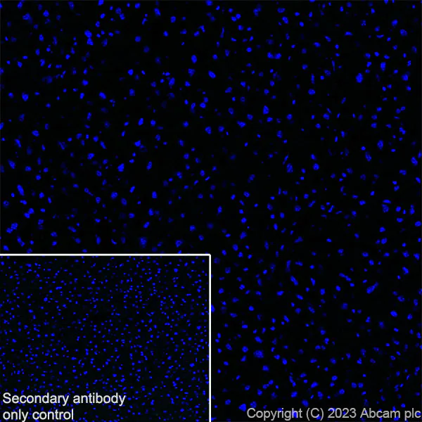 Immunohistochemistry (Frozen sections) - Anti-SLC32A1/VGAT antibody [L118/80] - BSA and Azide free (AB307449)