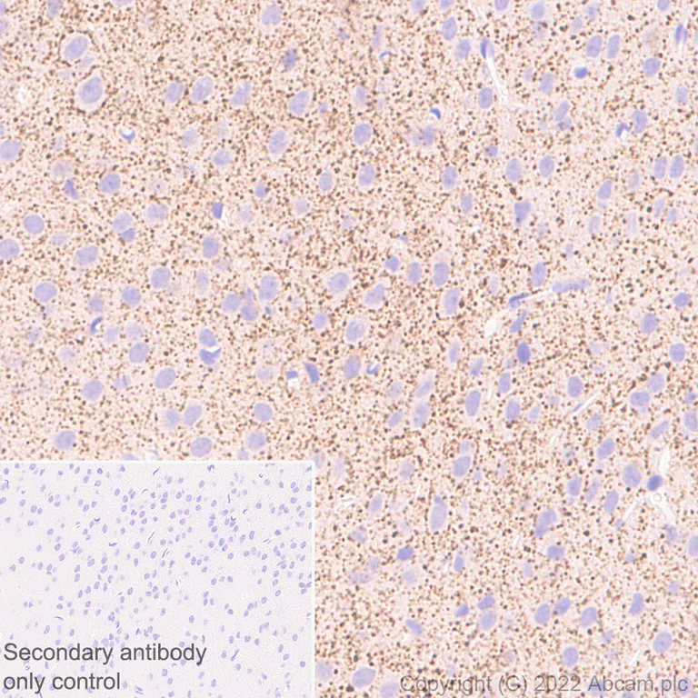 Immunohistochemistry - Anti-SLC32A1/VGAT antibody [L118/80] - BSA and Azide free (AB307449)
