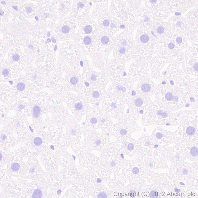 Immunohistochemistry - Anti-SLC32A1/VGAT antibody [L118/80] - BSA and Azide free (AB307449)