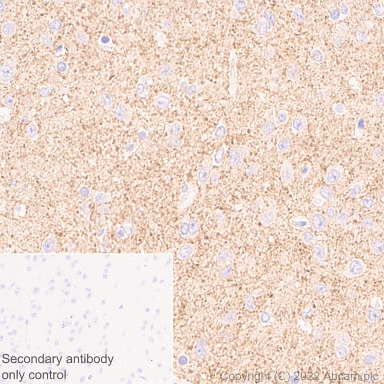 Immunohistochemistry - Anti-SLC32A1/VGAT antibody [L118/80] - BSA and Azide free (AB307449)