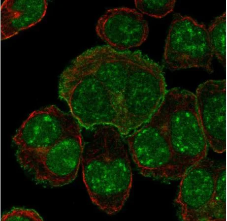 Immunocytochemistry/ Immunofluorescence - Anti-SLC34A1 antibody (AB151129)