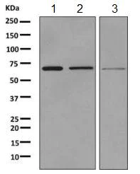 Western blot - Anti-SLC34A3 antibody [EPR9588] - BSA and Azide free (AB249231)