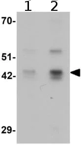 Western blot - Anti-SLC35D3 antibody (AB211520)