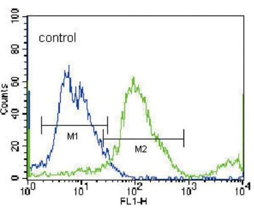 Flow Cytometry (Intracellular) - Anti-SLC36A1 antibody - N-terminal (AB189441)