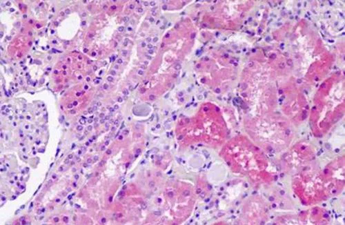 Immunohistochemistry (Formalin/PFA-fixed paraffin-embedded sections) - Anti-SLC36A1 antibody - N-terminal (AB189441)