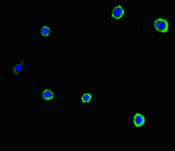 Immunocytochemistry/ Immunofluorescence - Anti-SLC37A1 antibody (AB222800), expandable thumbnail