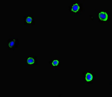 Immunocytochemistry/ Immunofluorescence - Anti-SLC37A1 antibody (AB222800)