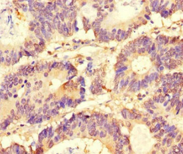 Immunohistochemistry (Formalin/PFA-fixed paraffin-embedded sections) - Anti-SLC37A1 antibody (AB222800)