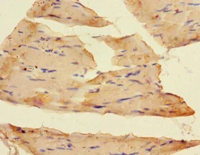 Immunohistochemistry (Formalin/PFA-fixed paraffin-embedded sections) - Anti-SLC37A1 antibody (AB222800)