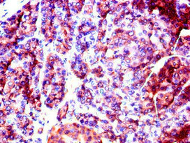 Immunohistochemistry (Formalin/PFA-fixed paraffin-embedded sections) - Anti-SLC37A2/Ci2 antibody (AB223048)