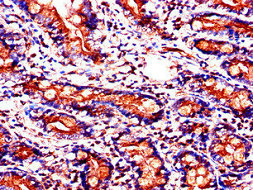Immunohistochemistry (Formalin/PFA-fixed paraffin-embedded sections) - Anti-SLC37A2/Ci2 antibody (AB223048), expandable thumbnail