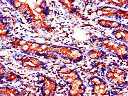 Immunohistochemistry (Formalin/PFA-fixed paraffin-embedded sections) - Anti-SLC37A2/Ci2 antibody (AB223048)