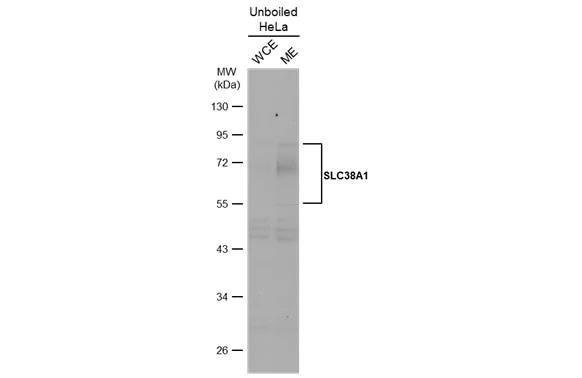 Western blot - Anti-SLC38A1/NAT2 antibody (AB272910)