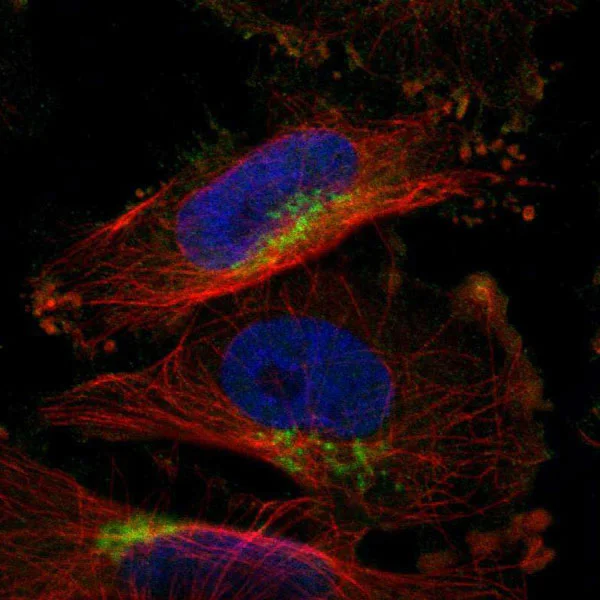 Immunocytochemistry/ Immunofluorescence - Anti-SLC38A10 antibody (AB121668)