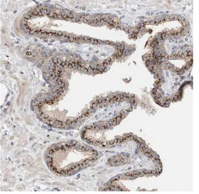 Immunohistochemistry (Formalin/PFA-fixed paraffin-embedded sections) - Anti-SLC38A10 antibody (AB121830)