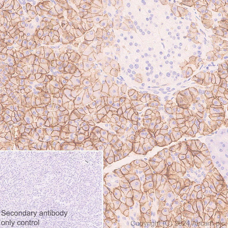 Immunohistochemistry (Formalin/PFA-fixed paraffin-embedded sections) - Anti-SLC38A5 / SNAT5 antibody [EPR27109-86] - BSA and Azide free (AB317686)