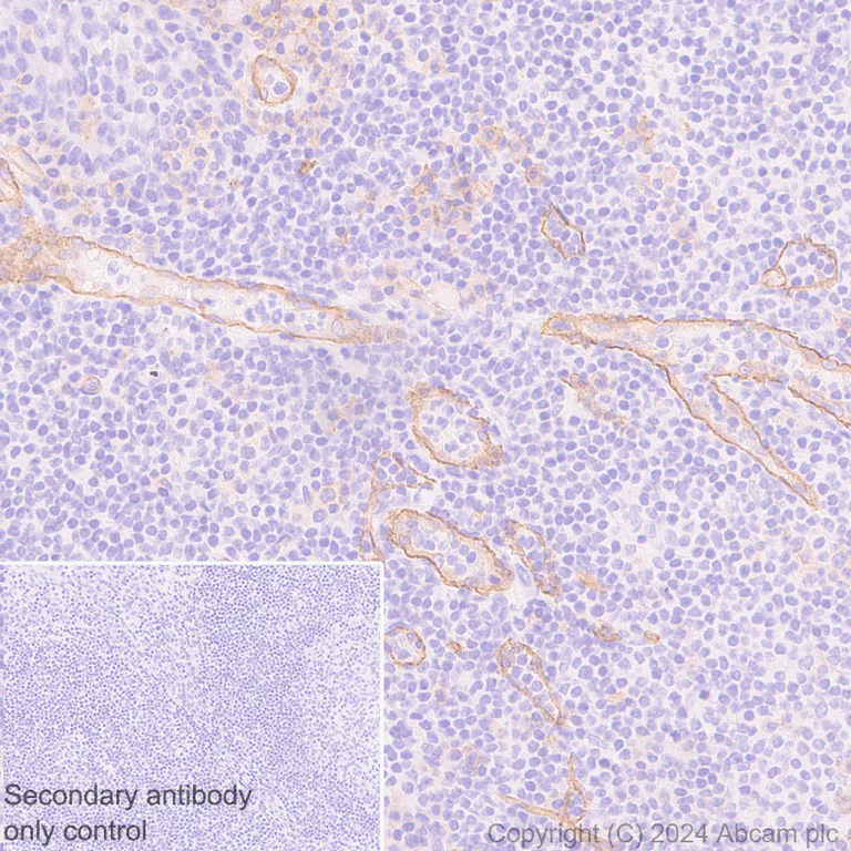 Immunohistochemistry (Formalin/PFA-fixed paraffin-embedded sections) - Anti-SLC38A5 / SNAT5 antibody [EPR27109-86] - BSA and Azide free (AB317686)