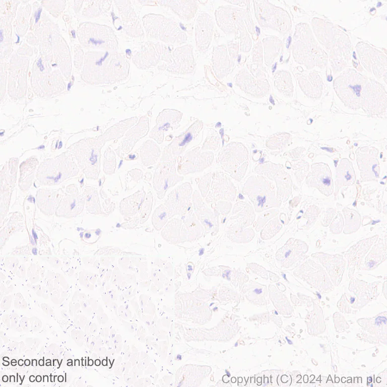 Immunohistochemistry (Formalin/PFA-fixed paraffin-embedded sections) - Anti-SLC38A5 / SNAT5 antibody [EPR27109-86] - BSA and Azide free (AB317686)