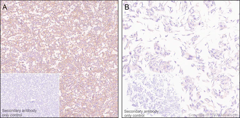 Immunohistochemistry (Formalin/PFA-fixed paraffin-embedded sections) - Anti-SLC38A5 / SNAT5 antibody [EPR27109-86] - BSA and Azide free (AB317686)