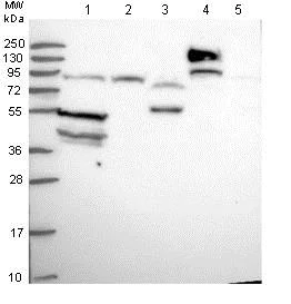 Western blot - Anti-SLC38A9 antibody (AB130398)