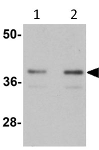 Western blot - Anti-SLC39A1 antibody (AB105416)