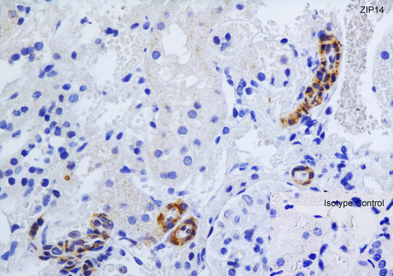 Immunohistochemistry (Formalin/PFA-fixed paraffin-embedded sections) - Anti-SLC39A14/ZIP-14 antibody (AB106568)