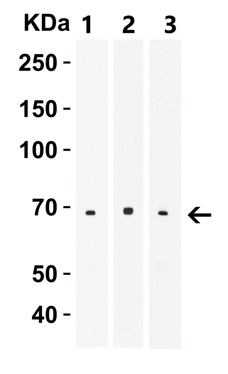 Western blot - Anti-SLC39A14/ZIP-14 antibody (AB106568)
